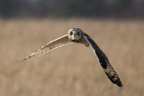 Short Eared Owl, Gloucestershire, 2025