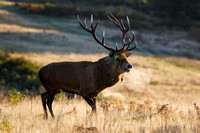 Red Deer, Bradgate Park, Leicestershire, October 2024