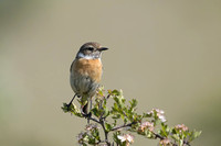 Stonechat, Prestbury Hill