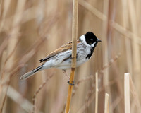Reed Bunting, Grimley, Worcestershire