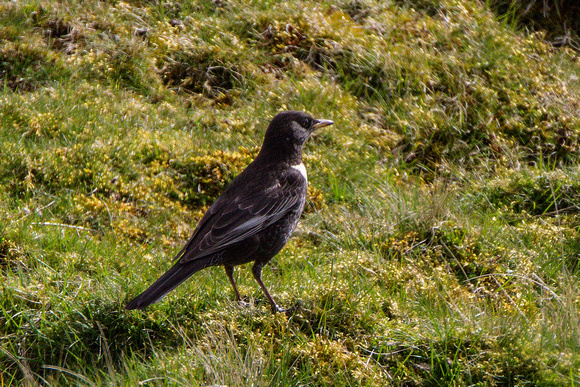 Ring Ouzel, Titterstone Clee, Shropshire