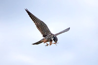 Hobby, Grimley, Worcestershire