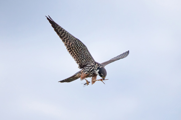 Hobby, Grimley, Worcestershire