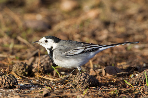 Pied Wagtail, Alcester, Warwickshire