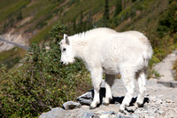 Goat, Glacier NP