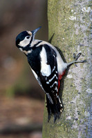 Great Spotted Woodpecker, Alcester, Warwickshire