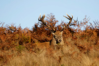 Red Deer, Bradgate Park, Leicestershire, October 2024