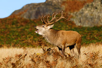 Red Deer, Bradgate Park, Leicestershire, October 2024