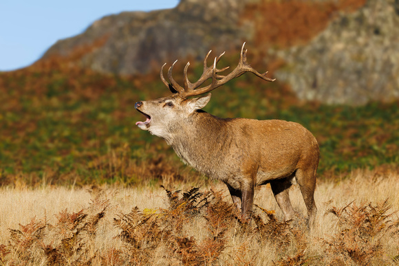 Red Deer, Bradgate Park, Leicestershire, October 2024