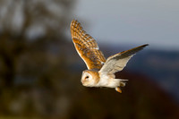 Barn Owl, Gloucestershire
