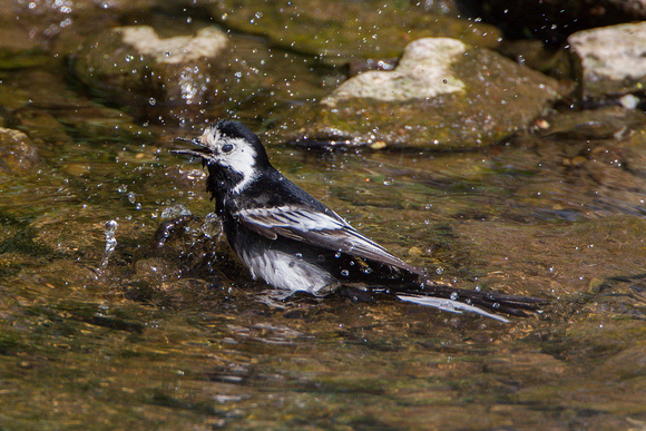 Pied Wagtail, Knapp and Papermill, Worcestershire
