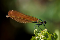 Beautiful Demoiselle, Female, Worcestershire
