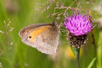 Meadow Brown, Knapp and Papermill, Worcestershire