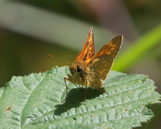 Large Skipper, Momkwood, Worcestershire