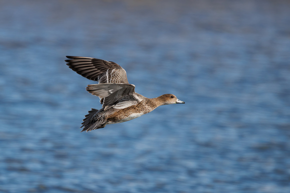 Wigeon, Grimley, Worcestershire
