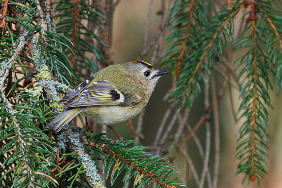 Goldcrest, Worcerstershire