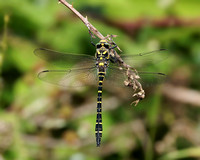 Golden-ringed Dragonfly, Monkwood, Worcestershire