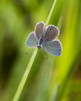 Small Blue, Prestbury Hill, Gloucestershire