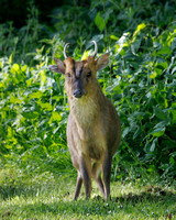 Muntjac Deer, Worcestereshire