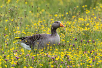 Greylag Goose, Worcestershire