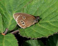 Ringlet, Prestbury Hill, Gloucestershire
