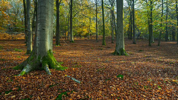 Autumn Afternoon, Forest of Dean, Gloucestershire
