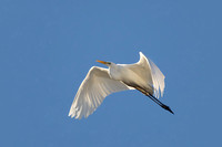 Great White Egret
