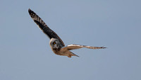 Short Eared Owl, Gloucestershire